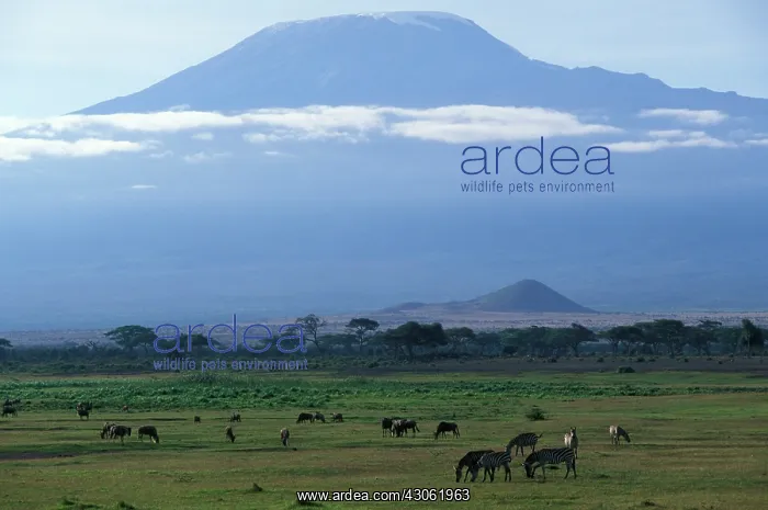 : Africa, Kenya, Amboseli National Park, Morning : Africa, Kenya, Amboseli National Park, Morning
