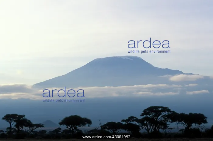 : Africa, Kenya, Amboseli National Park, Morning : Africa, Kenya, Amboseli National Park, Morning