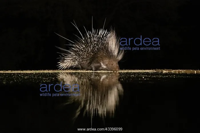 : Africa, Kenya, Amboseli National Park. Porcupine : Africa, Kenya, Amboseli National Park. Porcupine