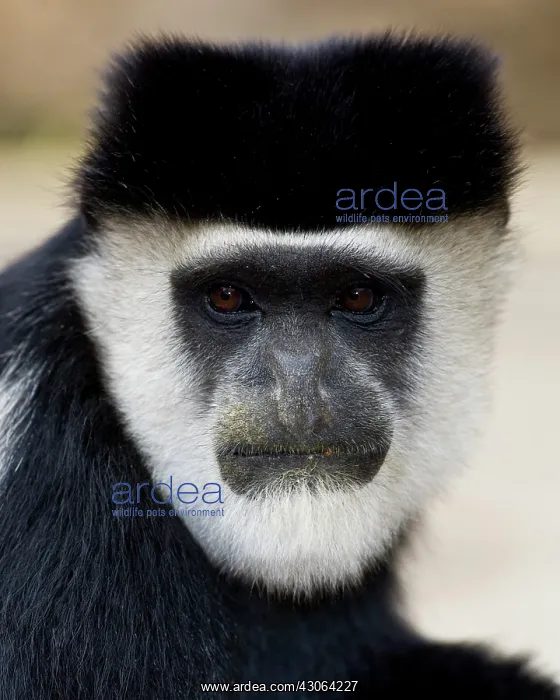 : Africa. Kenya. A Black-and-White Colobus : Africa. Kenya. A Black-and-White Colobus