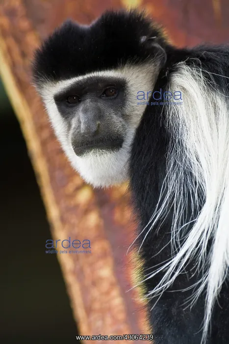 : Africa. Kenya. A Black-and-White Colobus : Africa. Kenya. A Black-and-White Colobus