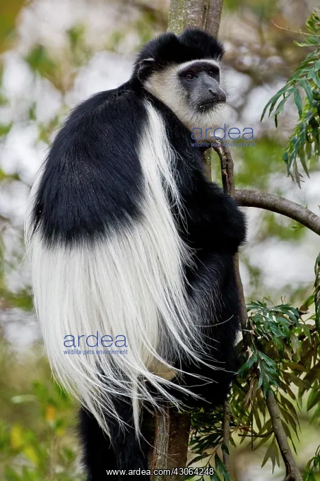 : Africa. Kenya. A Black-and-White Colobus : Africa. Kenya. A Black-and-White Colobus