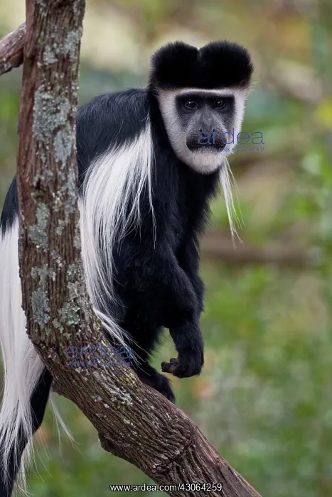 : Africa. Kenya. A Black-and-White Colobus : Africa. Kenya. A Black-and-White Colobus