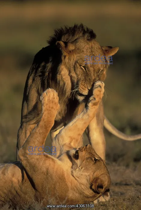 : Africa, Kenya, Buffalo Springs National : Africa, Kenya, Buffalo Springs National