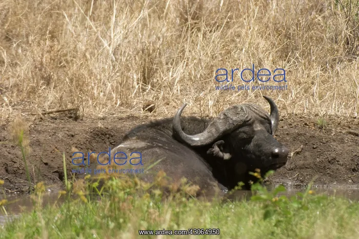 : Africa, Kenya, Cape Buffalo laying in the : Africa, Kenya, Cape Buffalo laying in the