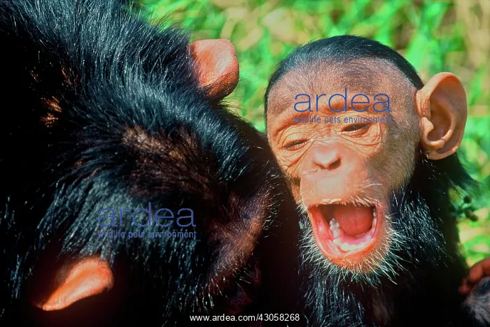 : Africa, Kenya, chimpanzee, captive : Africa, Kenya, chimpanzee, captive