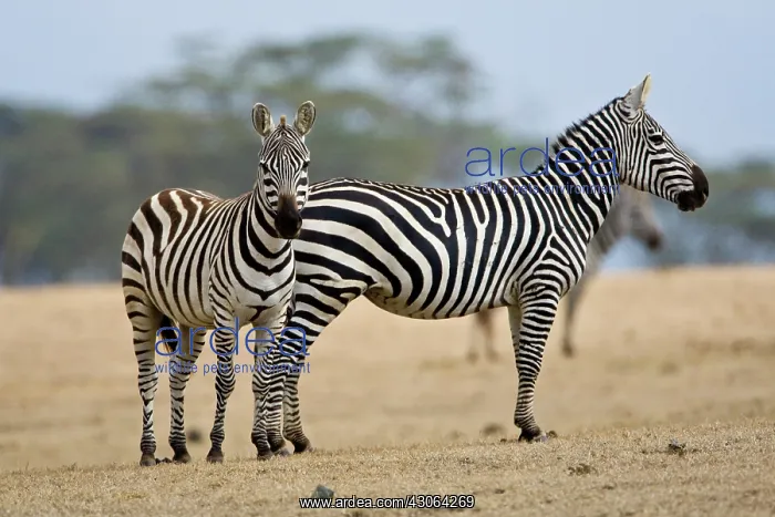  : Africa. Kenya. Common or Burchell's Zebras