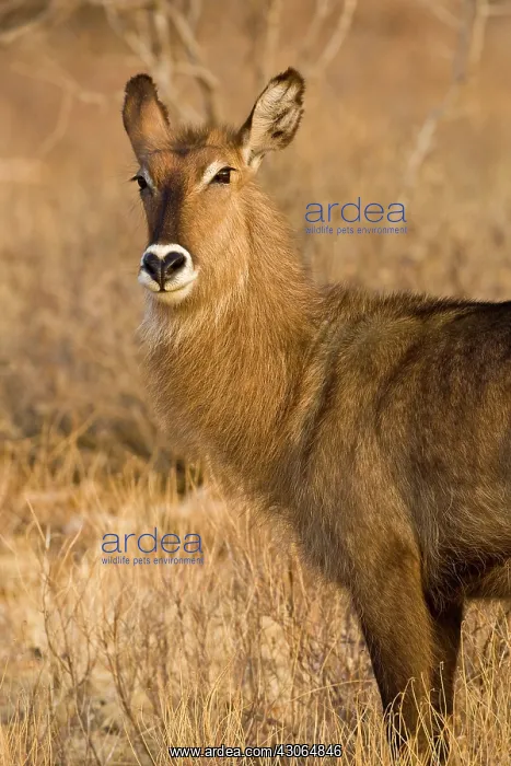 : Africa. Kenya. Common Waterbuck female at : Africa. Kenya. Common Waterbuck female at