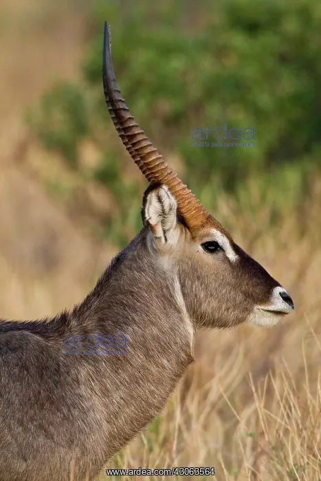 : Africa. Kenya. Common Waterbuck male at : Africa. Kenya. Common Waterbuck male at