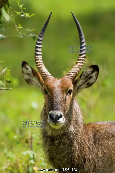 : Africa. Kenya. Common Waterbuck male at : Africa. Kenya. Common Waterbuck male at