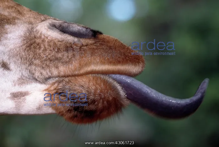 : Africa. Kenya. Giraffe (Giraffa camelopardalis) : Africa. Kenya. Giraffe (Giraffa camelopardalis)
