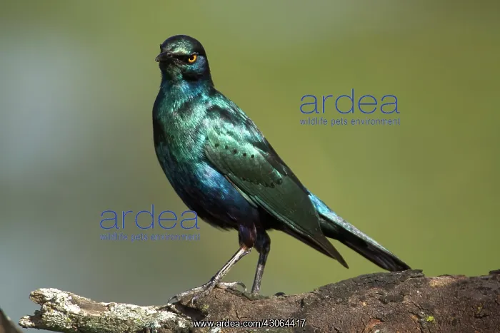 : Africa. Kenya. Greater Blue-eared Starling : Africa. Kenya. Greater Blue-eared Starling