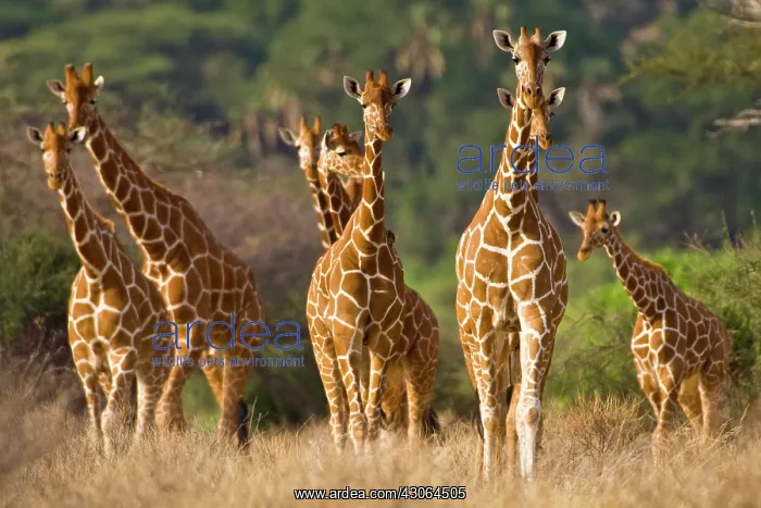 : Africa. Kenya. Herd of Reticulated Giraffes : Africa. Kenya. Herd of Reticulated Giraffes