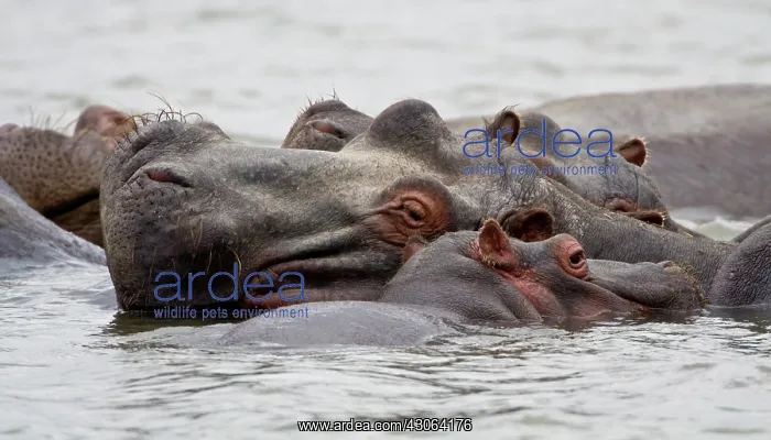 : Africa. Kenya. Hippos at Lake Naivasha : Africa. Kenya. Hippos at Lake Naivasha