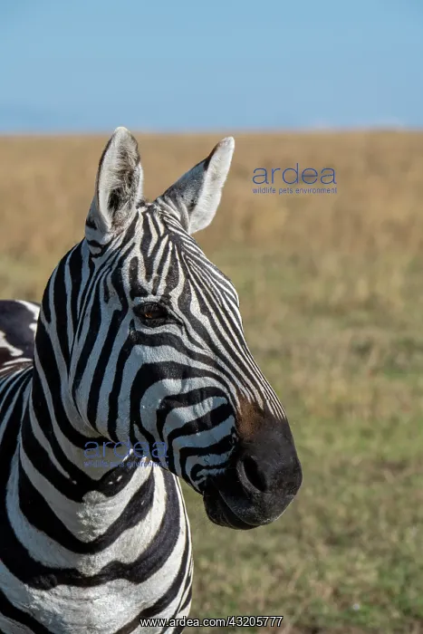  : Africa, Kenya, Laikipia Plateau, Ol Pejeta Conservancy