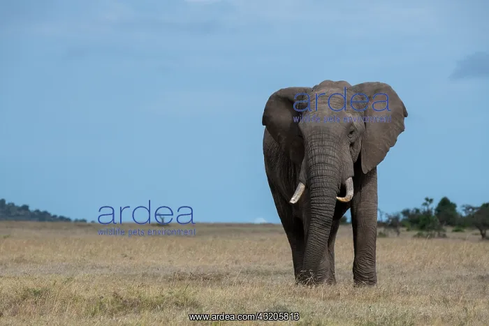 : Africa, Kenya, Laikipia Plateau, Ol Pejeta Conservancy : Africa, Kenya, Laikipia Plateau, Ol Pejeta Conservancy