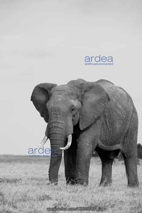 : Africa, Kenya, Laikipia Plateau, Ol Pejeta Conservancy : Africa, Kenya, Laikipia Plateau, Ol Pejeta Conservancy