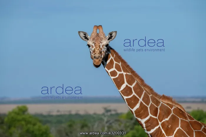 : Africa, Kenya, Laikipia Plateau, Ol Pejeta Conservancy : Africa, Kenya, Laikipia Plateau, Ol Pejeta Conservancy