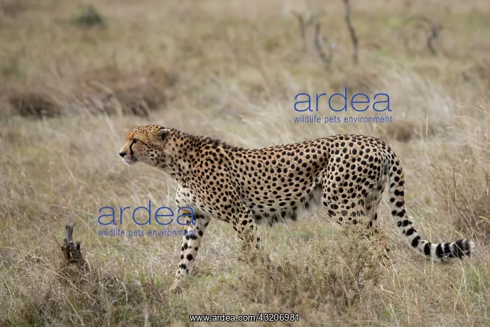 : Africa, Kenya, Laikipia Plateau, Ol Pejeta Conservancy : Africa, Kenya, Laikipia Plateau, Ol Pejeta Conservancy