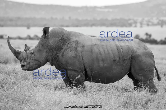 : Africa, Kenya, Laikipia Plateau, Ol Pejeta Conservancy : Africa, Kenya, Laikipia Plateau, Ol Pejeta Conservancy