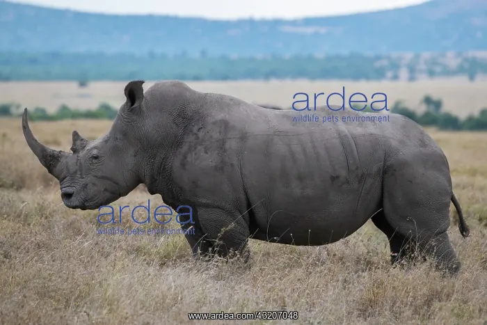  : Africa, Kenya, Laikipia Plateau, Ol Pejeta Conservancy