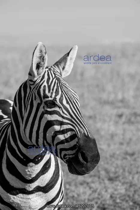 : Africa, Kenya, Laikipia Plateau, Ol Pejeta Conservancy : Africa, Kenya, Laikipia Plateau, Ol Pejeta Conservancy