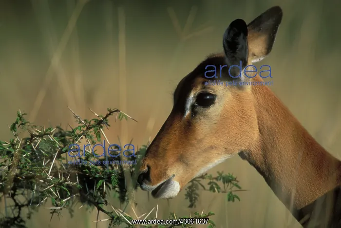 : Africa, Kenya, Lake Nakuru National Park : Africa, Kenya, Lake Nakuru National Park