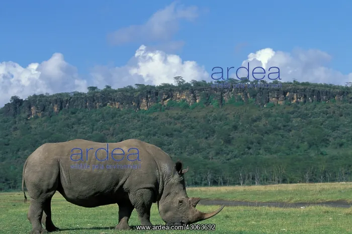 : Africa, Kenya, Lake Nakuru National Park : Africa, Kenya, Lake Nakuru National Park