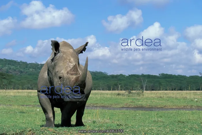 : Africa, Kenya, Lake Nakuru National Park : Africa, Kenya, Lake Nakuru National Park