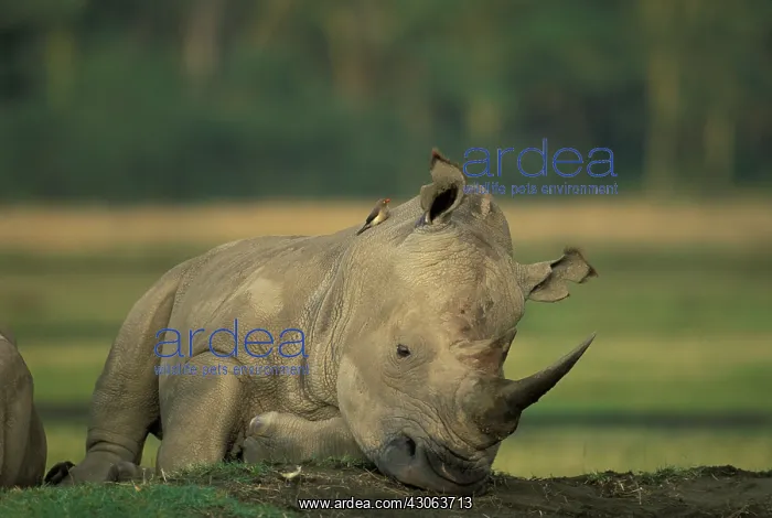 : Africa, Kenya, Lake Nakuru National Park : Africa, Kenya, Lake Nakuru National Park
