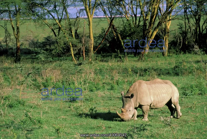 : Africa, Kenya, Lake Nakuru. Southern White : Africa, Kenya, Lake Nakuru. Southern White