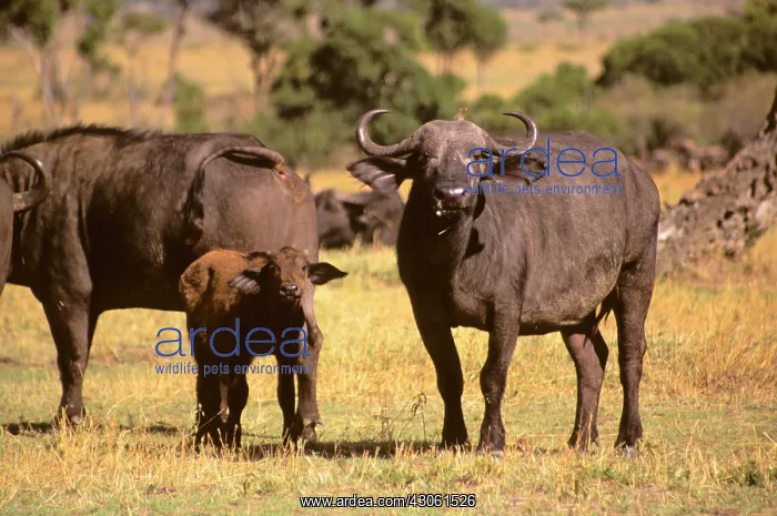 : Africa, Kenya, Maasai Mara : Africa, Kenya, Maasai Mara