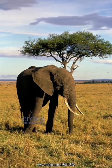 : Africa, Kenya, Maasai Mara. An elehpant : Africa, Kenya, Maasai Mara. An elehpant