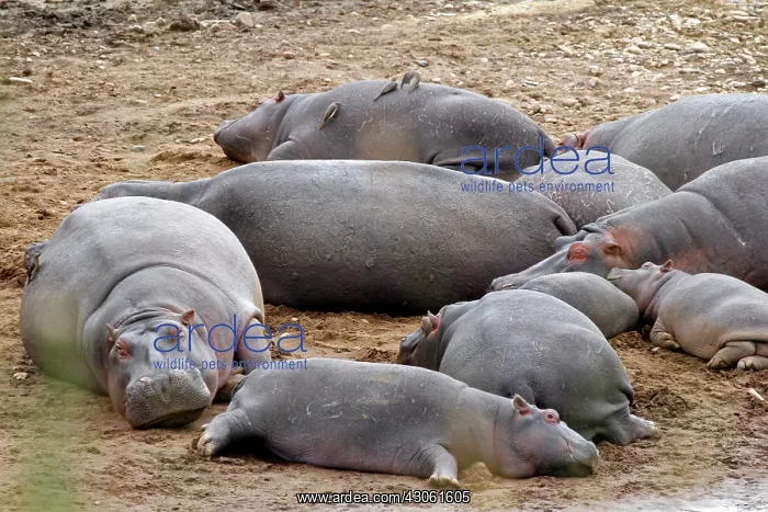 : Africa, Kenya, Maasai Mara. Hippos resting : Africa, Kenya, Maasai Mara. Hippos resting