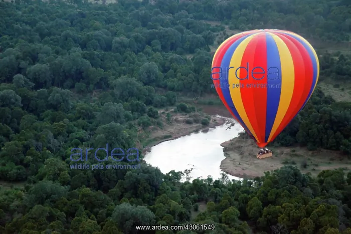 : Africa, Kenya, Maasai Mara. Hot-Air Ballooning : Africa, Kenya, Maasai Mara. Hot-Air Ballooning