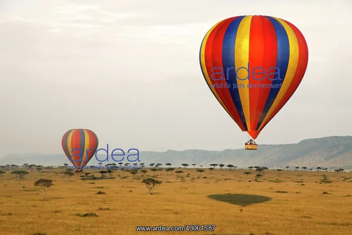 : Africa, Kenya, Maasai Mara. Hot-Air Ballooning : Africa, Kenya, Maasai Mara. Hot-Air Ballooning