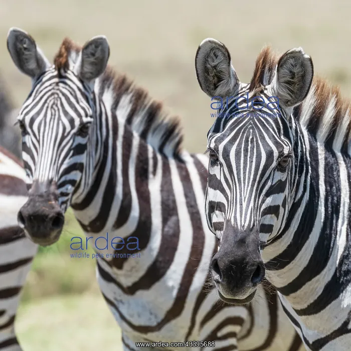: Africa, Kenya, Maasai Mara National Reserve. Close-up : Africa, Kenya, Maasai Mara National Reserve. Close-up
