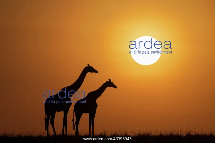: Africa, Kenya, Maasai Mara National Reserve. Silhouette : Africa, Kenya, Maasai Mara National Reserve. Silhouette