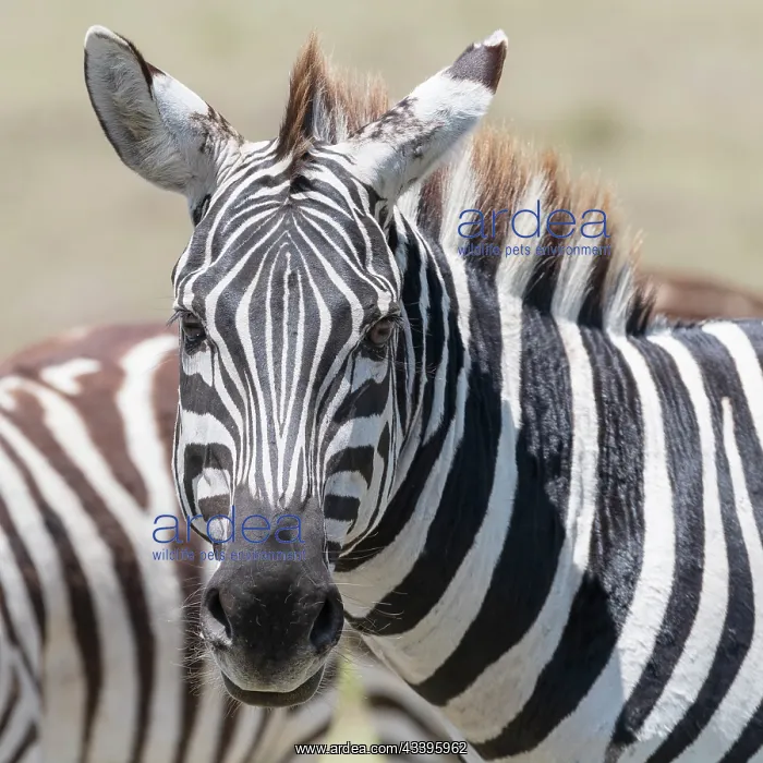 : Africa, Kenya, Maasai Mara National Reserve. Close-up : Africa, Kenya, Maasai Mara National Reserve. Close-up