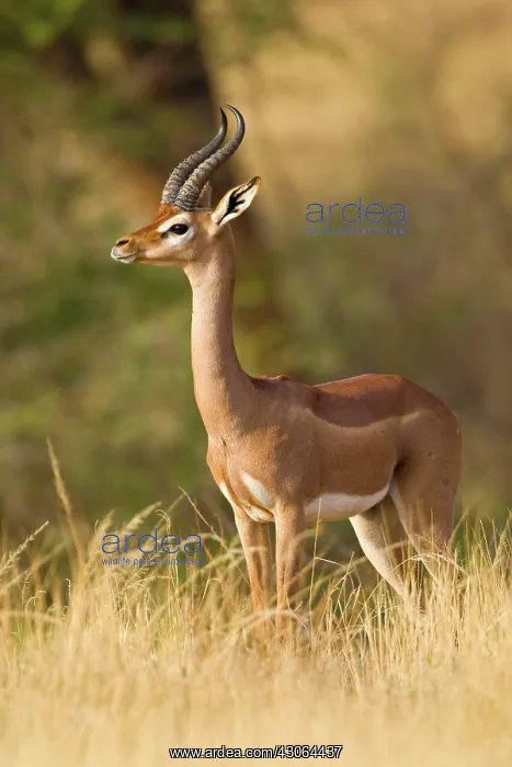 : Africa. Kenya. Male Gerenuk gazelle at Samburu : Africa. Kenya. Male Gerenuk gazelle at Samburu