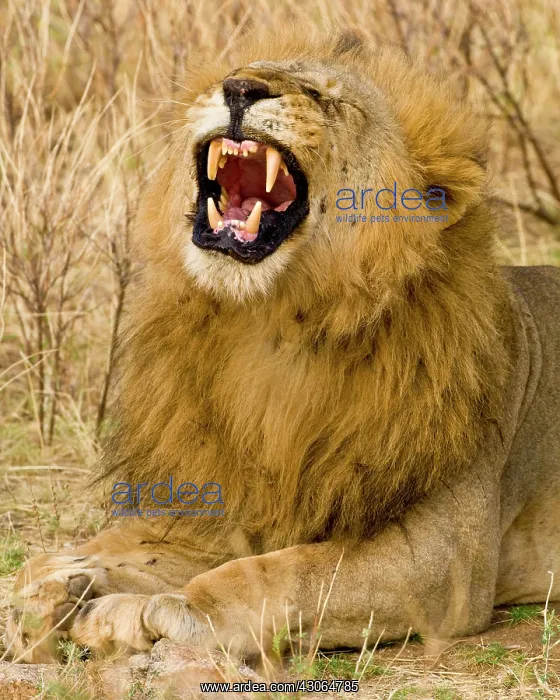: Africa. Kenya. Male Lion yawns at Samburu : Africa. Kenya. Male Lion yawns at Samburu