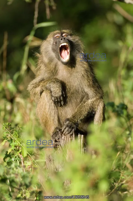 : Africa, Kenya, Masai Mara, baboon howling : Africa, Kenya, Masai Mara, baboon howling