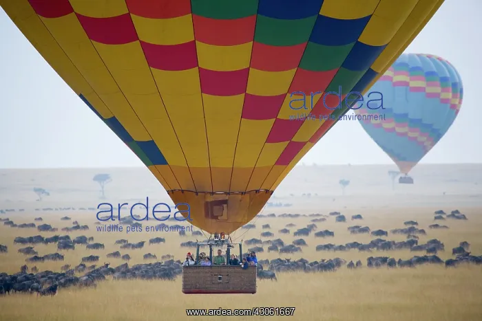 : Africa, Kenya, Masai Mara. Ballooning in : Africa, Kenya, Masai Mara. Ballooning in