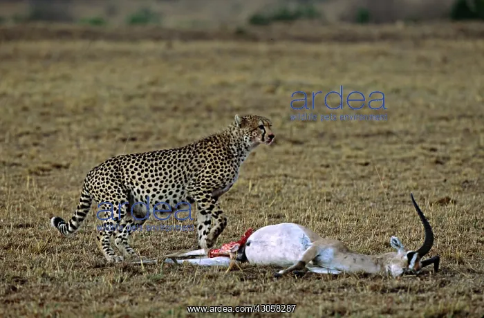 : Africa, Kenya, Masai Mara. Cheetah (Acinonyx : Africa, Kenya, Masai Mara. Cheetah (Acinonyx