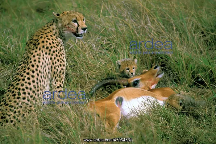 : Africa, Kenya, Masai Mara. Cheetah and cub : Africa, Kenya, Masai Mara. Cheetah and cub