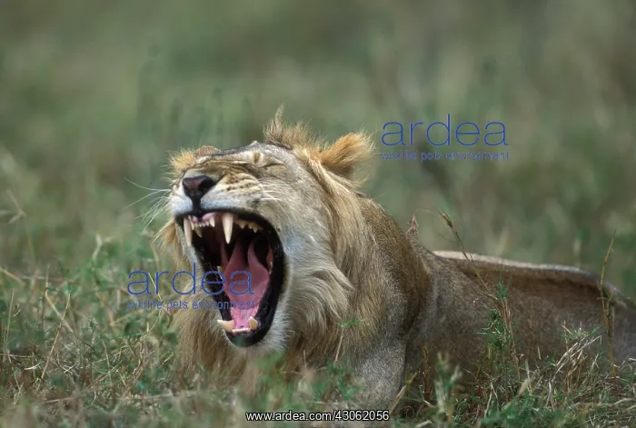 : Africa, Kenya, Masai Mara Game Reserve : Africa, Kenya, Masai Mara Game Reserve