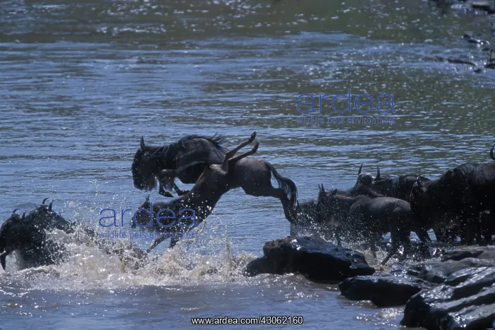 : Africa, Kenya, Masai Mara Game Reserve : Africa, Kenya, Masai Mara Game Reserve