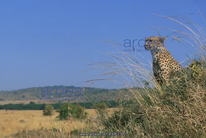 : Africa, Kenya, Masai Mara Game Reserve : Africa, Kenya, Masai Mara Game Reserve