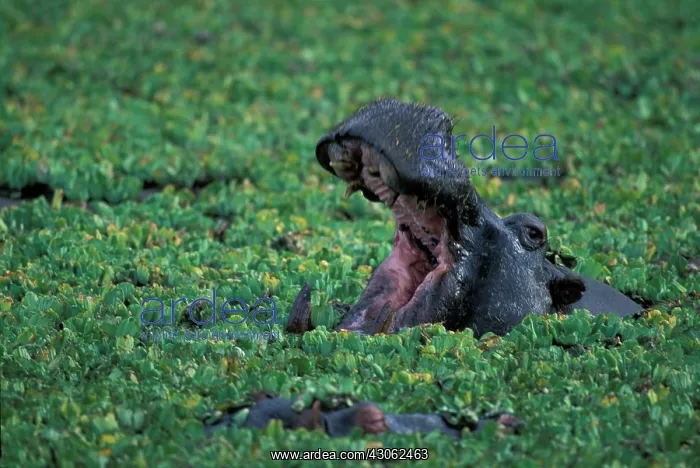  : Africa, Kenya, Masai Mara Game Reserve