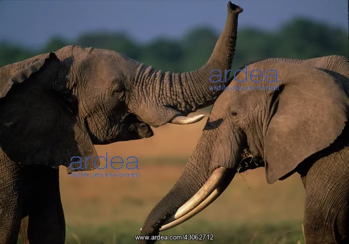 : Africa, Kenya, Masai Mara Game Reserve : Africa, Kenya, Masai Mara Game Reserve